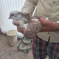 کفتر