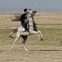 فروش مادیون عرب ترکیه کورسی و جفتزن