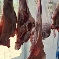 گوشت تازه گوسفندی ب شرط پخت