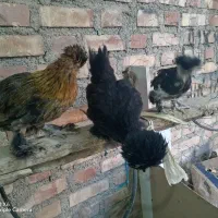 جوجه و نیمچه نژاد سلطان و محلی
