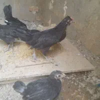 جوجه گلین سیاه
