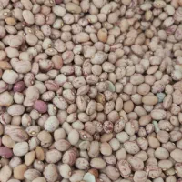 فروش لوبیا چیتی