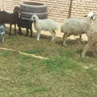 میش بره گوزل