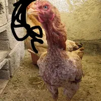 مرغ لاری نژاد دار