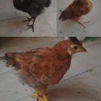جوجه دوماهه