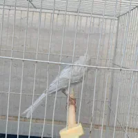 قناری نر مست خون شلاقی