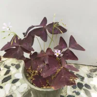 گل عشق