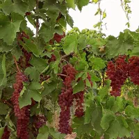 زمین و باغ انگور تاکستان