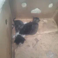 سه تا بچه گربه