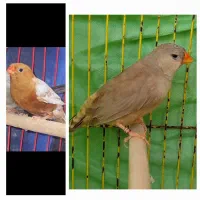 فنچ زبرا فول اورنج