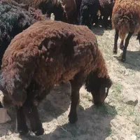 قوچ همو