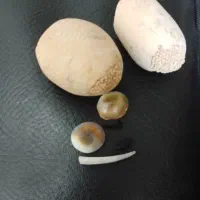 سرکتاب رایگان