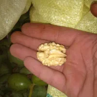 گردو|خوردنی و آشامیدنی|کاشان, کارگر|دیوار