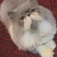 فروش گربه پرشین سوپر فلت