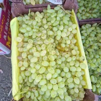 انگور عسگری و انواع انگور