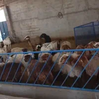 دام جهت کشتار