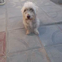 سگ پاکوتاه ماده فروشی معاوضه با کفتر