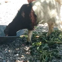 بز غالع ماده