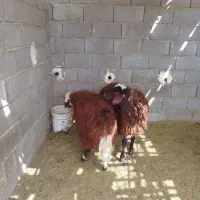 بره ماده درجه یک