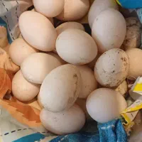 تخم اردک اسراییلی نطفه دار