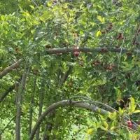 خواهان کار باغ 5 نفریم با ماشین خودم