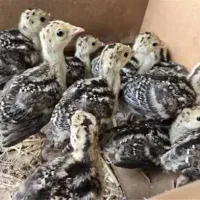 جوجه بوقلمون ۱۰روزه