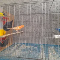 چند جفت قناری با تخم رد فاکتور