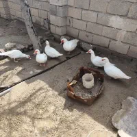 اردک اسراییلی تمام سفیده همه تخم گزار وکرچشو