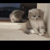 بچه گربه میکس هیمالین اسکاتیش فولد