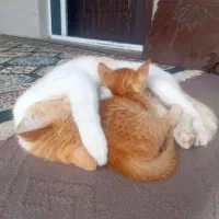 گربه|گربه|سنگر, |دیوار