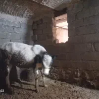گوساله ماده هلشتاین