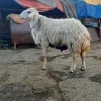 قوچ سفید افشار