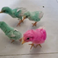 جوجه رنگی