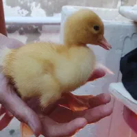 جوجه اردک