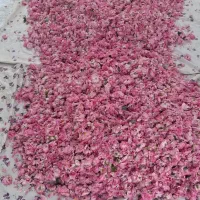 گل محمدی از مزارع فرخد