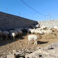 میش و بره فروشی