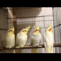 عروس هلندی