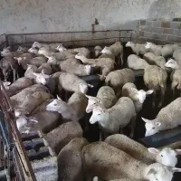 بره ماده رومن ،گوسفند رومن،بره قوچ