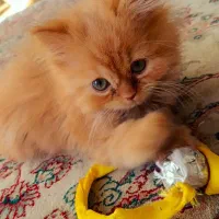 گربه پرشین کلاسیک