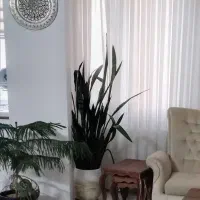 خانم جهت نظافت آپارتمان