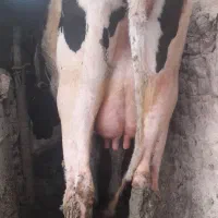تخک شکم اول باگوساله نردوماهه ۲۳کیلوشیر