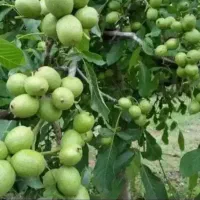 نهال گردو