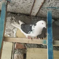 کفترپرشی غریب گیری