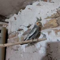 عروس هلندی گلباقالی