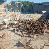 فروش نیمچه مرغ گلپایگان
