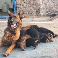 معاوضه سگ ژرمن با مرغ