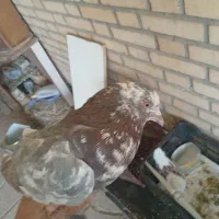 کفتر(کبوتر)