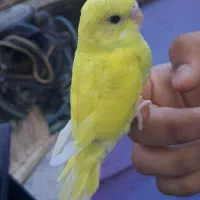 ۳تا جوجه مرغ عشق طلایی