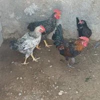 خروس|حیوانات مزرعه|چغادک, |دیوار