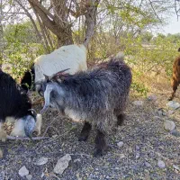 کهره نر